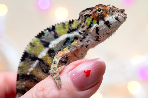 Holdbacks/Individuals: Ambilobe offspring from "Bozeny-akanga" (AKA Little Rascal) x "Vony-tapoaka" (AKA Yellow Explosion) - Hatched: Oct - Nov 2025 - Male #8