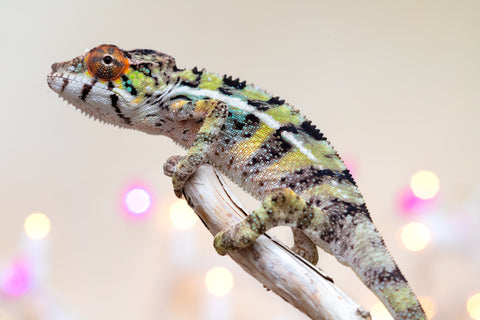 Holdbacks/Individuals: Ambilobe offspring from "Bozeny-akanga" (AKA Little Rascal) x "Vony-tapoaka" (AKA Yellow Explosion) - Hatched: Oct - Nov 2025 - Male #8