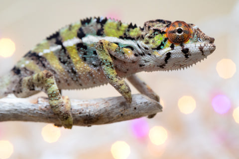 Holdbacks/Individuals: Ambilobe offspring from "Bozeny-akanga" (AKA Little Rascal) x "Vony-tapoaka" (AKA Yellow Explosion) - Hatched: Oct - Nov 2025 - Male #8