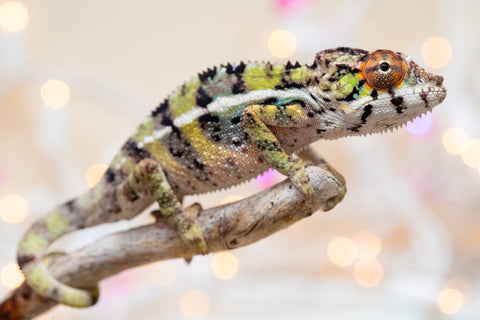 Holdbacks/Individuals: Ambilobe offspring from "Bozeny-akanga" (AKA Little Rascal) x "Vony-tapoaka" (AKA Yellow Explosion) - Hatched: Oct - Nov 2025 - Male #8