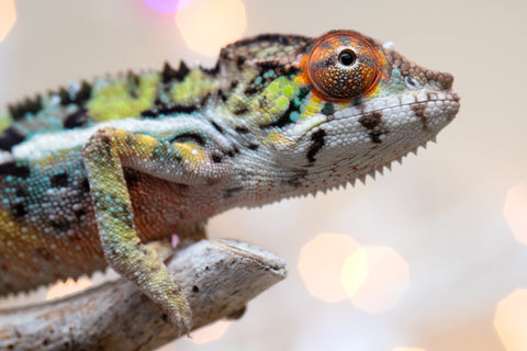 Holdbacks/Individuals: Ambilobe offspring from "Bozeny-akanga" (AKA Little Rascal) x "Vony-tapoaka" (AKA Yellow Explosion) - Hatched: Oct - Nov 2025 - Male #8