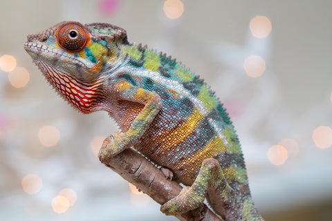 Holdbacks/Individuals: Ambilobe offspring from "Bozeny-akanga" (AKA Little Rascal) x "Vony-tapoaka" (AKA Yellow Explosion) - Hatched: Oct - Nov 2025 - Male #8