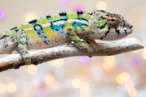 Holdbacks/Individuals: Ambilobe offspring from "Bozeny-akanga" (AKA Little Rascal) x "Vony-tapoaka" (AKA Yellow Explosion) - Hatched: Oct - Nov 2025 - Male #9