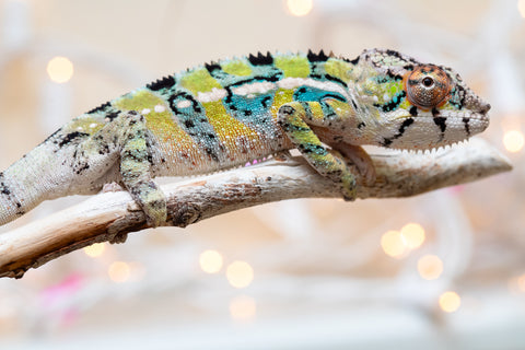 Holdbacks/Individuals: Ambilobe offspring from "Bozeny-akanga" (AKA Little Rascal) x "Vony-tapoaka" (AKA Yellow Explosion) - Hatched: Oct - Nov 2025 - Male #9