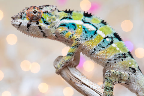 Holdbacks/Individuals: Ambilobe offspring from "Bozeny-akanga" (AKA Little Rascal) x "Vony-tapoaka" (AKA Yellow Explosion) - Hatched: Oct - Nov 2025 - Male #9