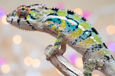 Holdbacks/Individuals: Ambilobe offspring from "Bozeny-akanga" (AKA Little Rascal) x "Vony-tapoaka" (AKA Yellow Explosion) - Hatched: Oct - Nov 2025 - Male #9