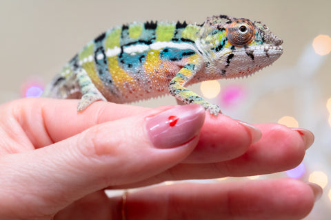 Holdbacks/Individuals: Ambilobe offspring from "Bozeny-akanga" (AKA Little Rascal) x "Vony-tapoaka" (AKA Yellow Explosion) - Hatched: Oct - Nov 2025 - Male #9