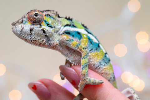 Holdbacks/Individuals: Ambilobe offspring from "Bozeny-akanga" (AKA Little Rascal) x "Vony-tapoaka" (AKA Yellow Explosion) - Hatched: Oct - Nov 2025 - Male #9