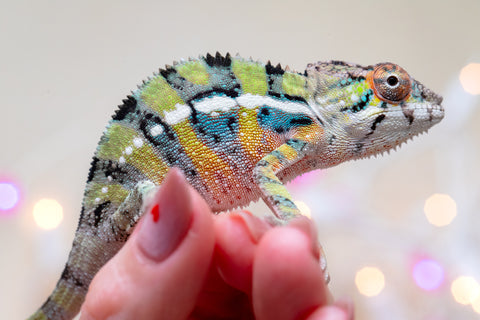 Holdbacks/Individuals: Ambilobe offspring from "Bozeny-akanga" (AKA Little Rascal) x "Vony-tapoaka" (AKA Yellow Explosion) - Hatched: Oct - Nov 2025 - Male #9