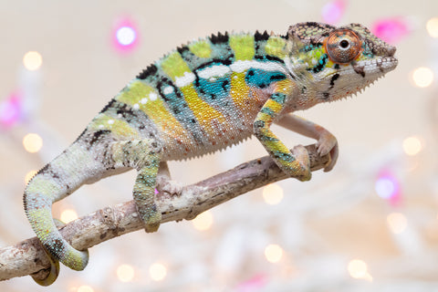 Holdbacks/Individuals: Ambilobe offspring from "Bozeny-akanga" (AKA Little Rascal) x "Vony-tapoaka" (AKA Yellow Explosion) - Hatched: Oct - Nov 2025 - Male #9