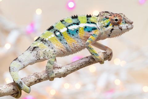 Holdbacks/Individuals: Ambilobe offspring from "Bozeny-akanga" (AKA Little Rascal) x "Vony-tapoaka" (AKA Yellow Explosion) - Hatched: Oct - Nov 2025 - Male #9