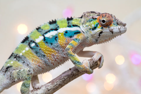 Holdbacks/Individuals: Ambilobe offspring from "Bozeny-akanga" (AKA Little Rascal) x "Vony-tapoaka" (AKA Yellow Explosion) - Hatched: Oct - Nov 2025 - Male #9