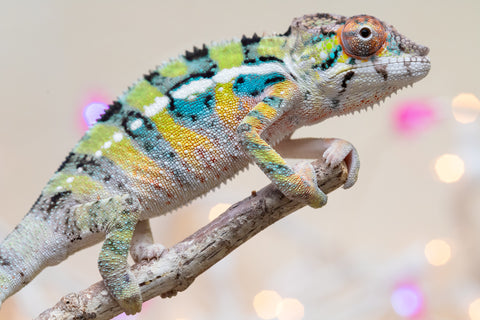 Holdbacks/Individuals: Ambilobe offspring from "Bozeny-akanga" (AKA Little Rascal) x "Vony-tapoaka" (AKA Yellow Explosion) - Hatched: Oct - Nov 2025 - Male #9