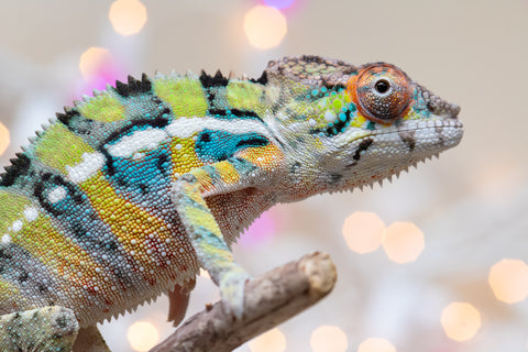 Holdbacks/Individuals: Ambilobe offspring from "Bozeny-akanga" (AKA Little Rascal) x "Vony-tapoaka" (AKA Yellow Explosion) - Hatched: Oct - Nov 2025 - Male #9