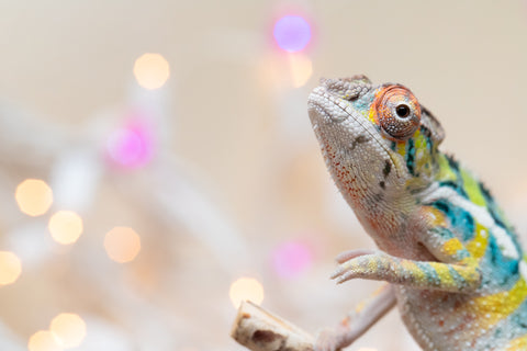 Holdbacks/Individuals: Ambilobe offspring from "Bozeny-akanga" (AKA Little Rascal) x "Vony-tapoaka" (AKA Yellow Explosion) - Hatched: Oct - Nov 2025 - Male #9