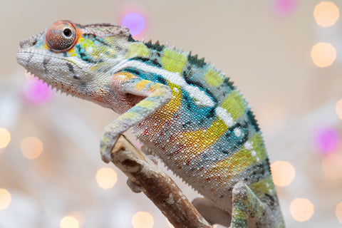 Holdbacks/Individuals: Ambilobe offspring from "Bozeny-akanga" (AKA Little Rascal) x "Vony-tapoaka" (AKA Yellow Explosion) - Hatched: Oct - Nov 2025 - Male #9