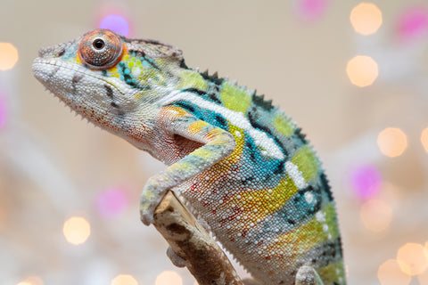 Holdbacks/Individuals: Ambilobe offspring from "Bozeny-akanga" (AKA Little Rascal) x "Vony-tapoaka" (AKA Yellow Explosion) - Hatched: Oct - Nov 2025 - Male #9