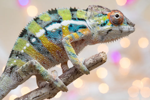 Holdbacks/Individuals: Ambilobe offspring from "Bozeny-akanga" (AKA Little Rascal) x "Vony-tapoaka" (AKA Yellow Explosion) - Hatched: Oct - Nov 2025 - Male #9