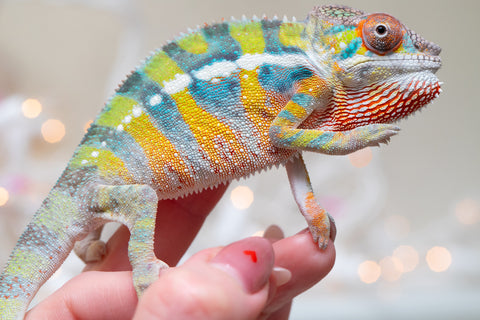 Holdbacks/Individuals: Ambilobe offspring from "Bozeny-akanga" (AKA Little Rascal) x "Vony-tapoaka" (AKA Yellow Explosion) - Hatched: Oct - Nov 2025 - Male #9