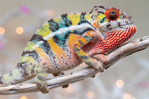 Holdbacks/Individuals: Ambilobe offspring from "Bozeny-akanga" (AKA Little Rascal) x "Vony-tapoaka" (AKA Yellow Explosion) - Hatched: Oct - Nov 2025 - Male #2