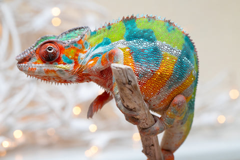 Holdbacks/Individuals: Ambilobe offspring from "Bozeny-akanga" (AKA Little Rascal) x "Vony-tapoaka" (AKA Yellow Explosion) - Hatched: Oct - Nov 2025 - Male #14