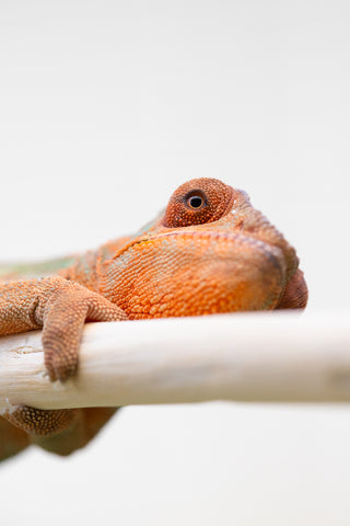 Holdbacks/Individuals: Nosy Be offspring from "Buc Nasty" x "Anaya" - Hatched Feb 2024 - Female #3