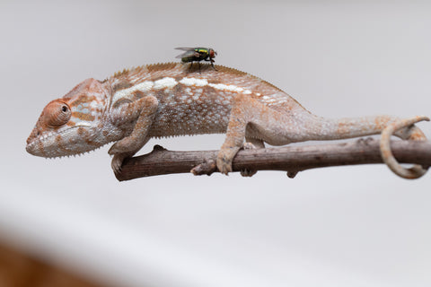 Holdbacks/Individuals: Nosy Be offspring from "Buc Nasty" x "Maho Hiyajo" - Hatched April 2025 - Female #2