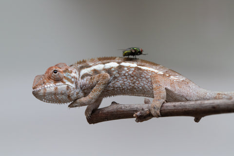 Holdbacks/Individuals: Nosy Be offspring from "Buc Nasty" x "Maho Hiyajo" - Hatched April 2025 - Female #2