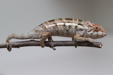 Holdbacks/Individuals: Nosy Be offspring from "Buc Nasty" x "Maho Hiyajo" - Hatched April 2025 - Female #2