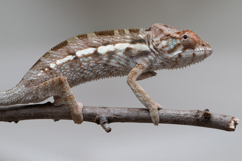 Holdbacks/Individuals: Nosy Be offspring from "Buc Nasty" x "Maho Hiyajo" - Hatched April 2025 - Female #2