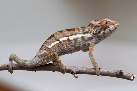 Holdbacks/Individuals: Nosy Be offspring from "Buc Nasty" x "Maho Hiyajo" - Hatched April 2025 - Female #2