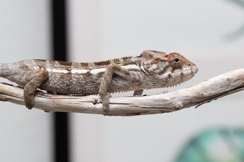 Holdbacks/Individuals: Nosy Be offspring from "Buc Nasty" x "Maho Hiyajo" - Hatched April 2025 - Female #2