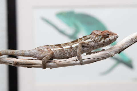 Holdbacks/Individuals: Nosy Be offspring from "Buc Nasty" x "Maho Hiyajo" - Hatched April 2025 - Female #2