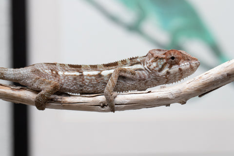 Holdbacks/Individuals: Nosy Be offspring from "Buc Nasty" x "Maho Hiyajo" - Hatched April 2025 - Female #2