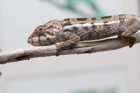 Holdbacks/Individuals: Nosy Be offspring from "Buc Nasty" x "Maho Hiyajo" - Hatched April 2025 - Female #2