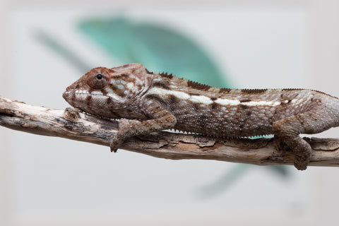 Holdbacks/Individuals: Nosy Be offspring from "Buc Nasty" x "Maho Hiyajo" - Hatched April 2025 - Female #2