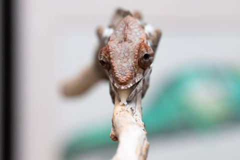 Holdbacks/Individuals: Nosy Be offspring from "Buc Nasty" x "Maho Hiyajo" - Hatched April 2025 - Female #2
