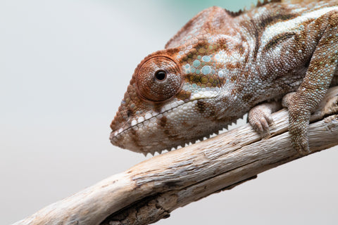 Holdbacks/Individuals: Nosy Be offspring from "Buc Nasty" x "Maho Hiyajo" - Hatched April 2025 - Female #2