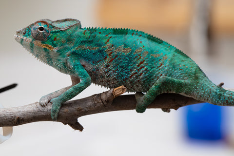 Holdbacks/Individuals: Nosy Be offspring from "Buc Nasty" x "Maho Hiyajo" - Hatched April 2025 - Male #2