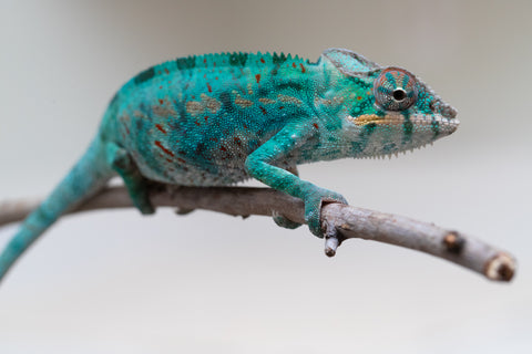Holdbacks/Individuals: Nosy Be offspring from "Buc Nasty" x "Maho Hiyajo" - Hatched April 2025 - Male #2