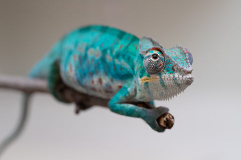 Holdbacks/Individuals: Nosy Be offspring from "Buc Nasty" x "Maho Hiyajo" - Hatched April 2025 - Male #2