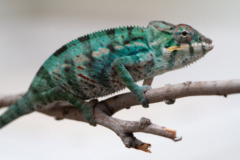 Holdbacks/Individuals: Nosy Be offspring from "Buc Nasty" x "Maho Hiyajo" - Hatched April 2025 - Male #2
