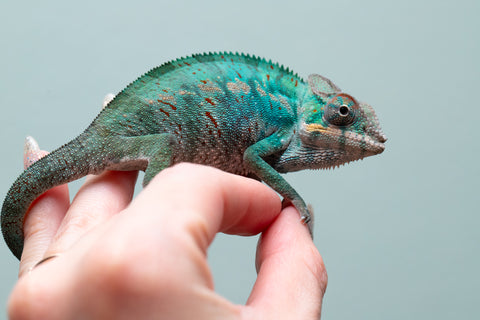 Holdbacks/Individuals: Nosy Be offspring from "Buc Nasty" x "Maho Hiyajo" - Hatched April 2025 - Male #2