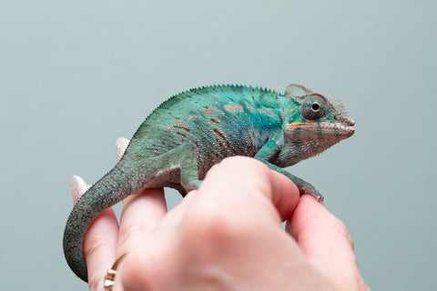 Holdbacks/Individuals: Nosy Be offspring from "Buc Nasty" x "Maho Hiyajo" - Hatched April 2025 - Male #2