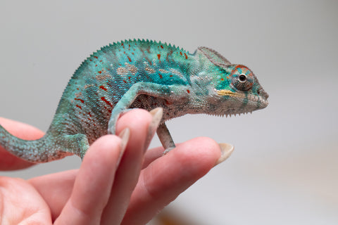 Holdbacks/Individuals: Nosy Be offspring from "Buc Nasty" x "Maho Hiyajo" - Hatched April 2025 - Male #2