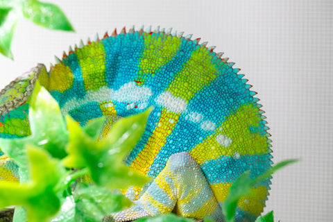 Pre-Order: Premiere Ambilobe group from "Bozeny-akanga" (AKA Little Rascal) x "Vony-tapoaka" (AKA Yellow Explosion) - Hatched: Oct - Nov 2025 - Ready to Ship: Jan - Feb