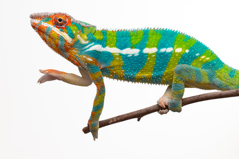 Pre-Order: Premiere Ambilobe group from "Bozeny-akanga" (AKA Little Rascal) x "Antely-tantely" (AKA Honey Bee) - Hatched: Nov - Dec 2025 - Ready to Ship: Jan - Feb