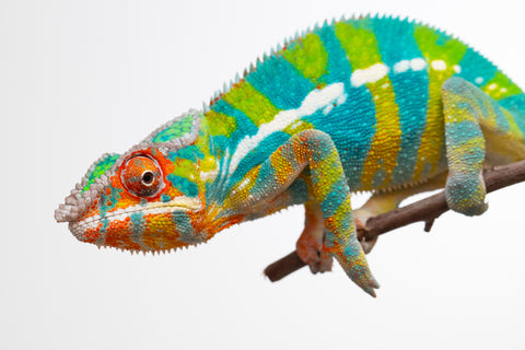 Pre-Order: Premiere Ambilobe group from "Bozeny-akanga" (AKA Little Rascal) x "Vony-tapoaka" (AKA Yellow Explosion) - Hatched: Oct - Nov 2025 - Ready to Ship: Jan - Feb