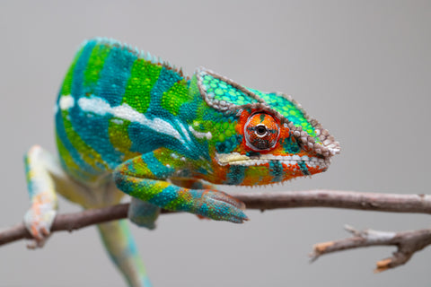 Pre-Order: Premiere Ambilobe group from "Bozeny-akanga" (AKA Little Rascal) x "Vony-tapoaka" (AKA Yellow Explosion) - Hatched: Oct - Nov 2025 - Ready to Ship: Jan - Feb