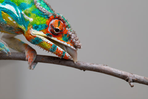 Pre-Order: Premiere Ambilobe group from "Bozeny-akanga" (AKA Little Rascal) x "Vony-tapoaka" (AKA Yellow Explosion) - Hatched: Oct - Nov 2025 - Ready to Ship: Jan - Feb